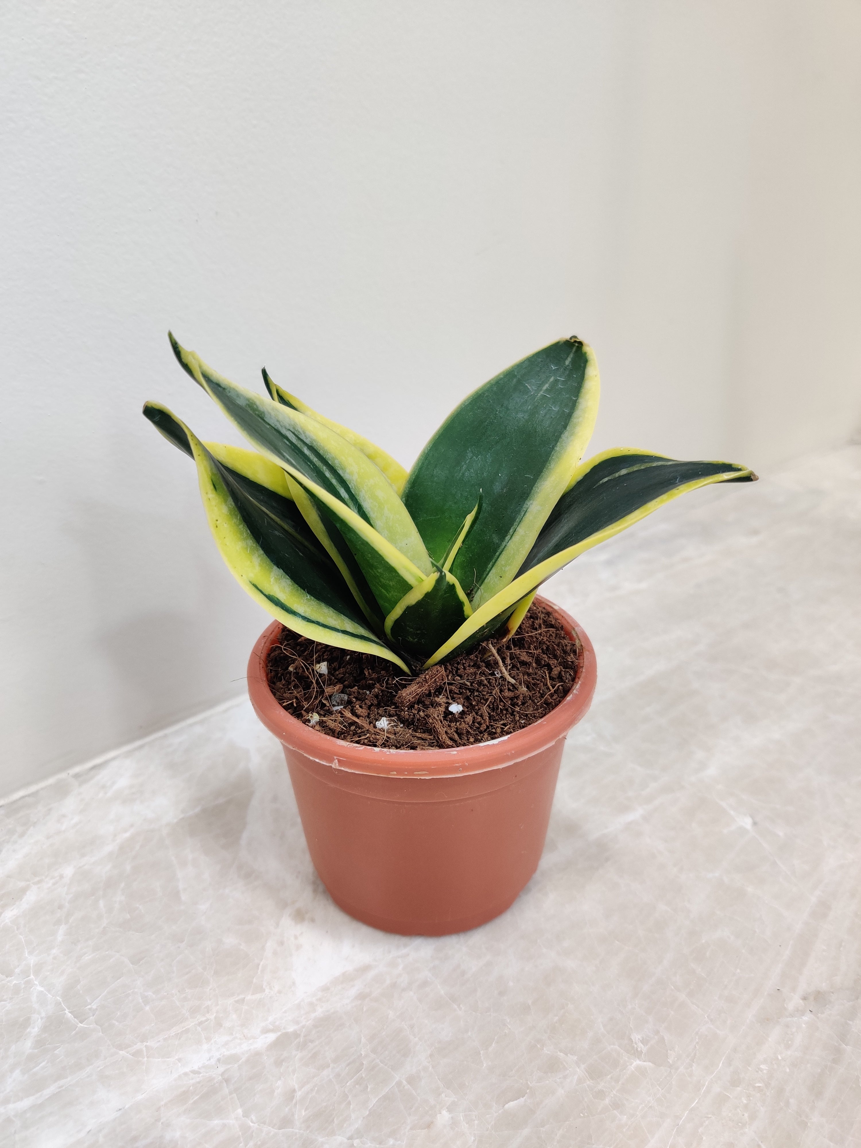 sansevieria marginata Sansevieria (Snake Plant) Dwarf Hahnii Jade Marginata Plant