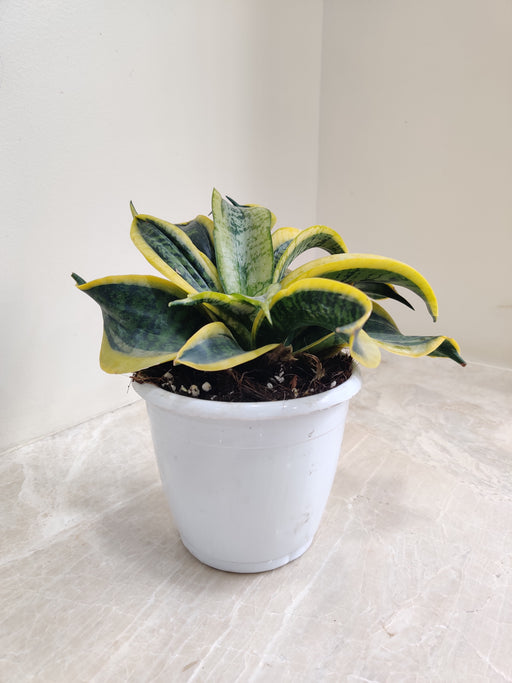 Sansevieria Tornado Green and Yellow Leaves Indoor Plant