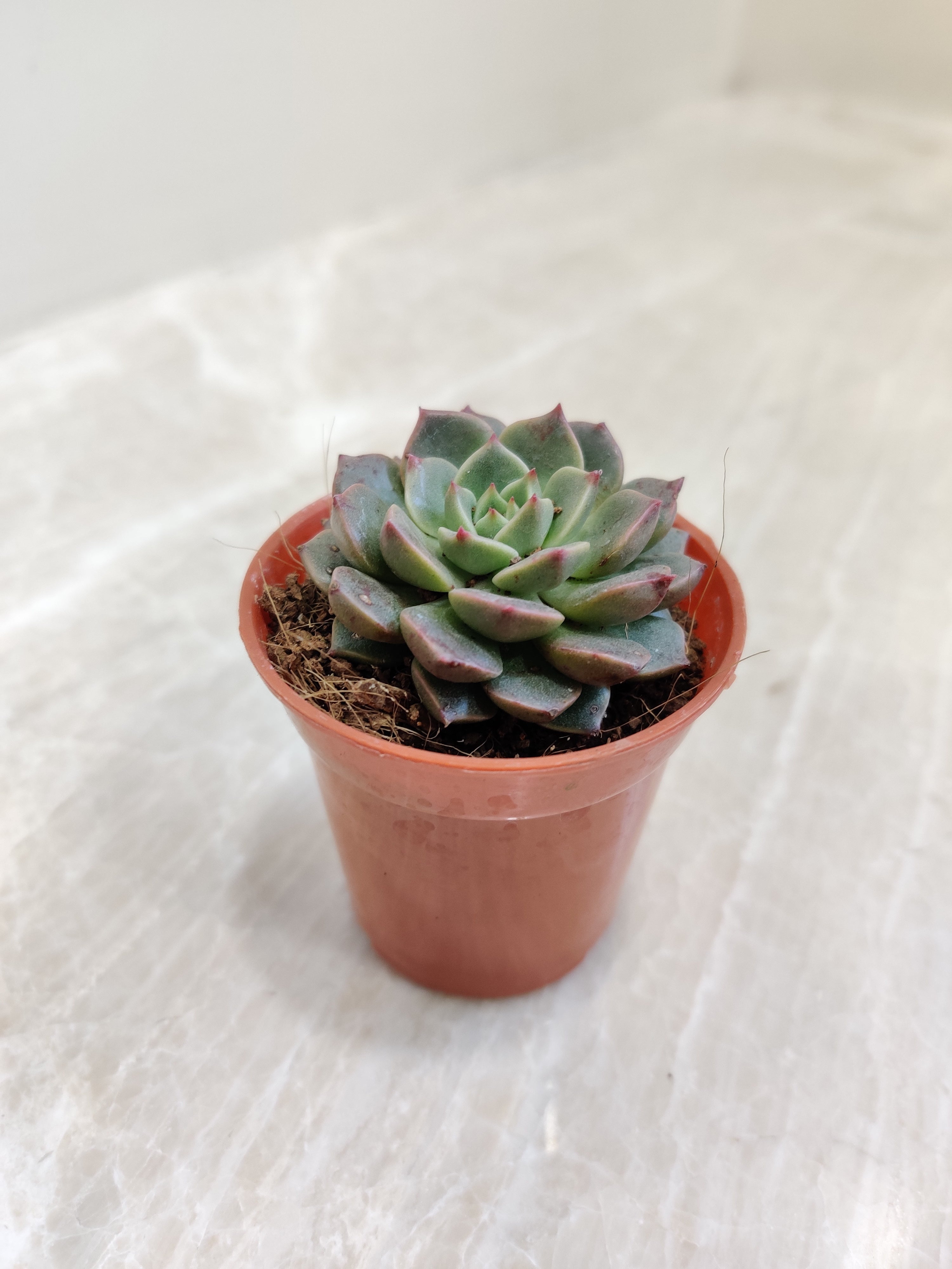 graptoveria olivia succulent Graptoveria 'Olivia' Succulent Plant
