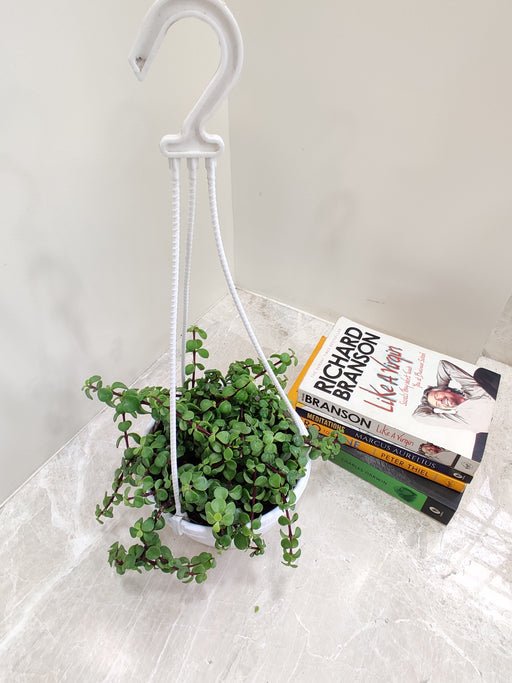 "Jade Mini Green hanging plant - Petite and Charming with Glossy Green Leaves