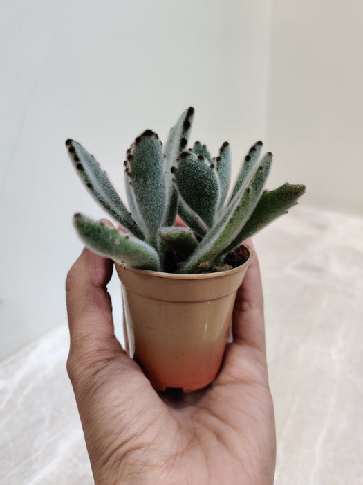 Air Purifying Tomentosa Indoor Succulent 