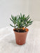 Senecio Cylindricus Indoor Green Plant