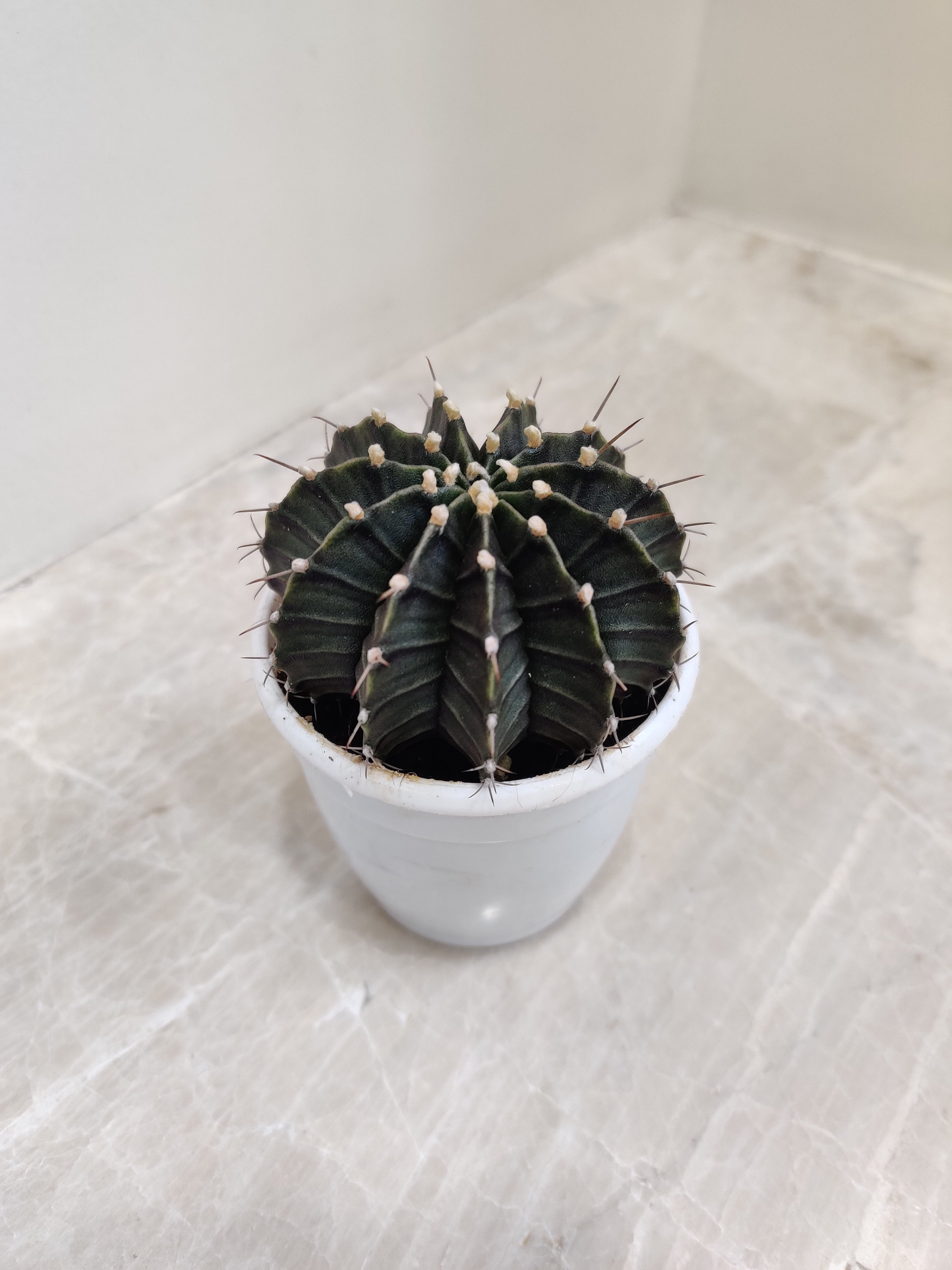 Gymnocalycium Mihanovichii Black Cactus