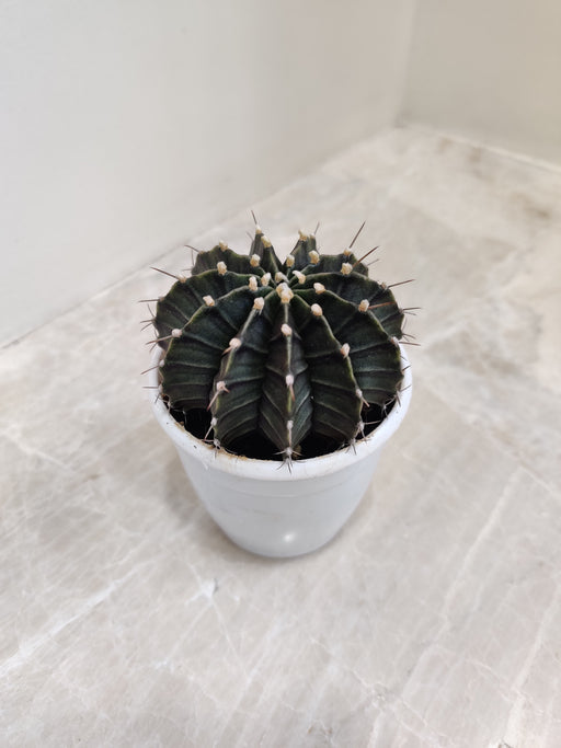 Mini Ebony Gymnocalycium Indoor Plant