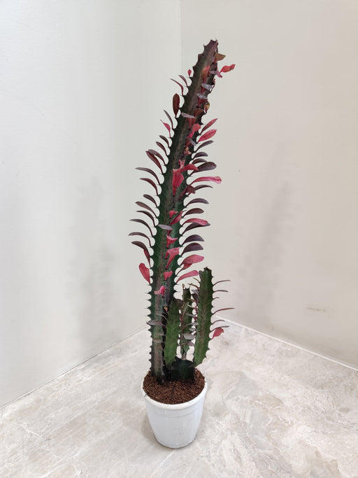 Low maintenance and water-efficient Euphorbia succulent