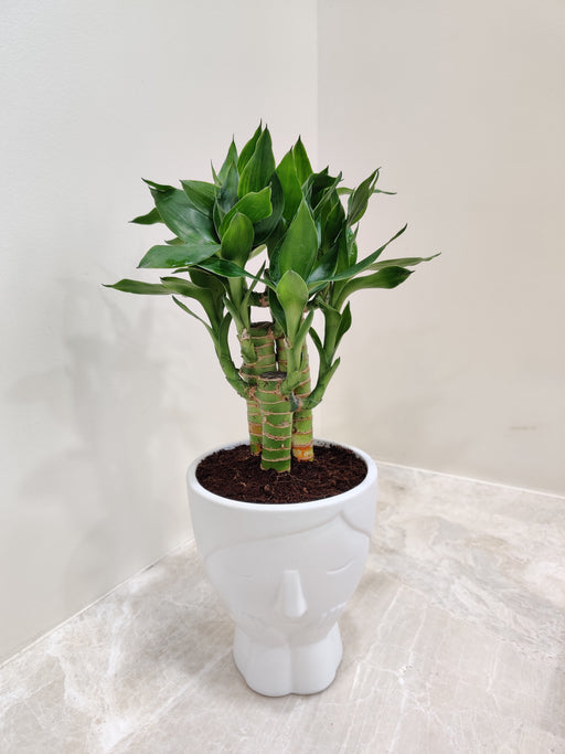 Lucky Bamboo plant perfect for corporate gifting