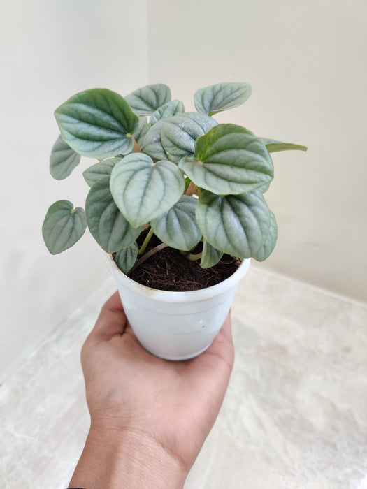 Silvery Green Peperomia Moonlight in White Pot