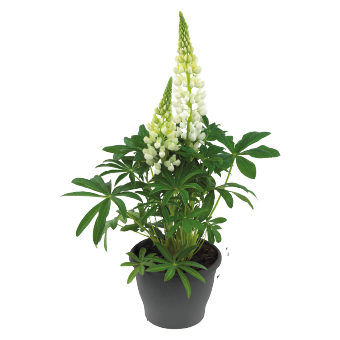 Lupin Lupini White Flower seeds