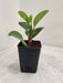 Healthy Green Peperomia in Black Pot
