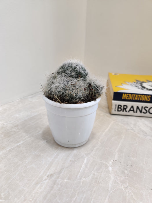 Mammillaria plumosa white cactus in a small pot
