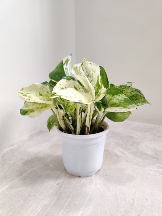 Epipremnum Aureum  Manjula in White Pot Indoor plant