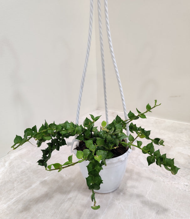 Million Hearts Plant in an 8.5 cm pot with a hanging planter, ready for display"