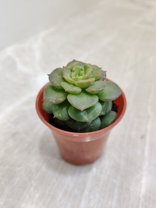 Resilient Echeveria Rolly for Home Decor