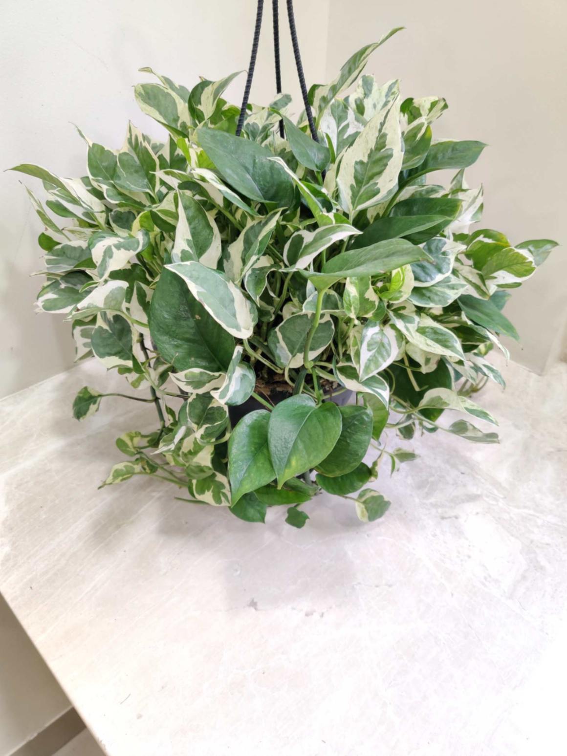 money plant scindapsus Moneyplant Scindapsus Njoy Hanging 20 Cm Pot – ChhajedGarden.com