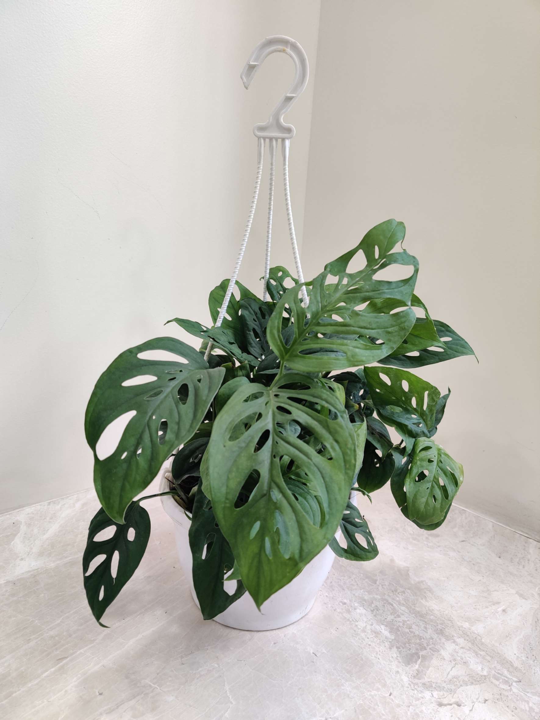 monstera deliciosa hanging Monstera Broken Hanging Live Indoor Plant in 15cm Pot