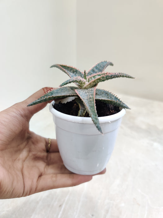 Aloe Zebrina Dannyz with Distinctive Stripes Indoor Succulent