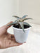 Aloe Zebrina Dannyz with Distinctive Stripes Indoor Succulent