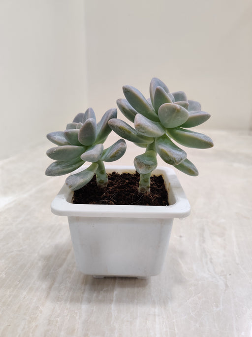 Opalina-Succulent-Small-Pot