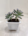 Opalina-Succulent-Small-Pot