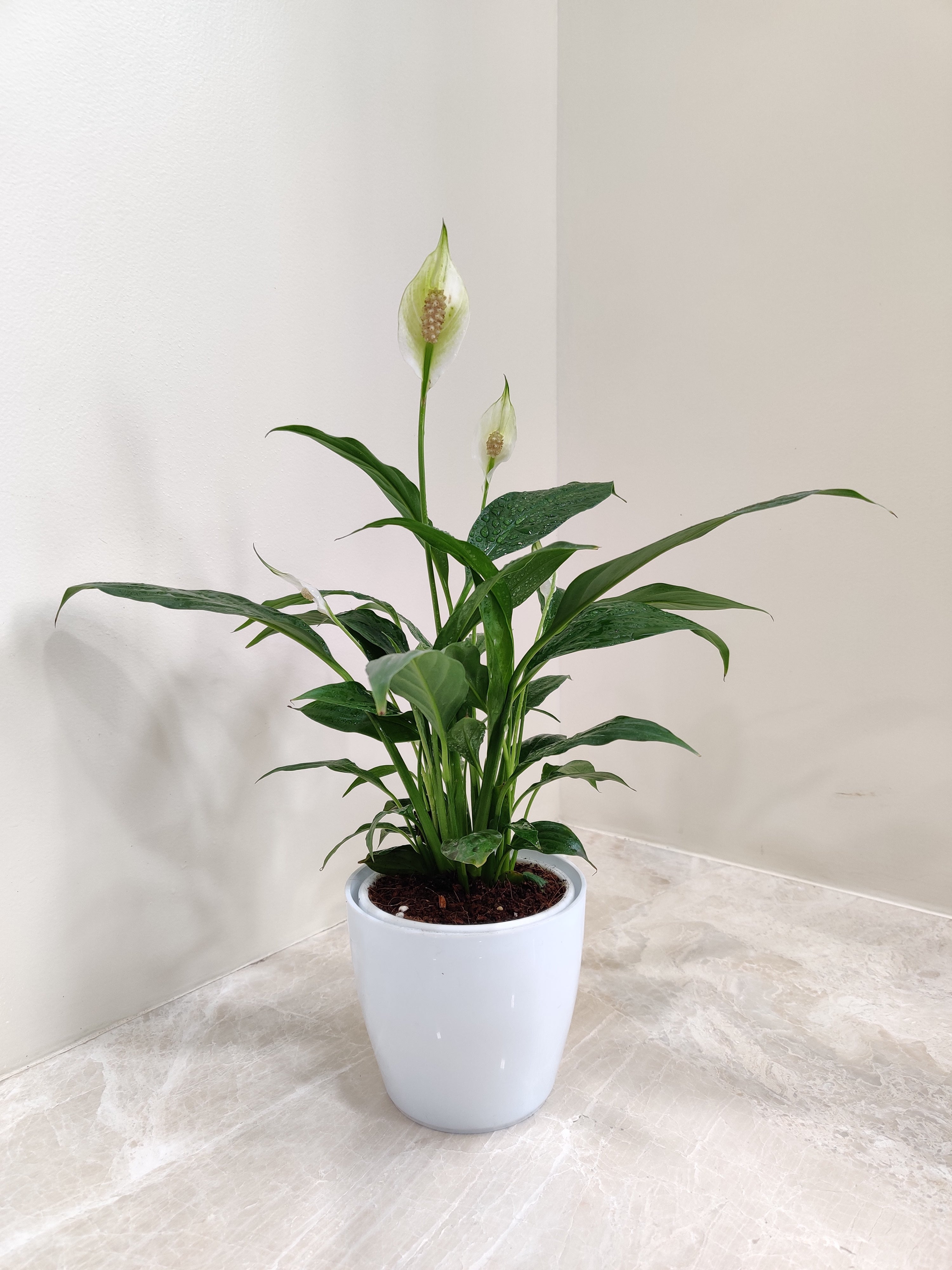 peace lily desk Peace Lily Plant