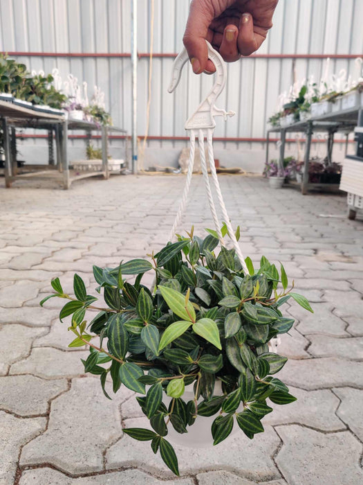 Hanging Peperomia Angulata with vibrant green leaves