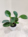 Peperomia Red Margin for Indoor Decor