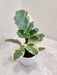 Compact Variegated Peperomia for Indoor Gardens
