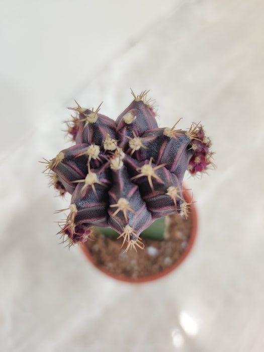 Petite Black Moon Cactus in stylish pot indoor plant