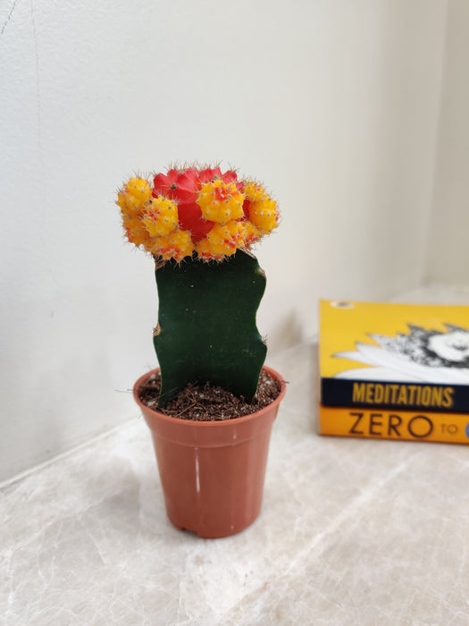 Indoor Red and yellow moon cactus in a small pot