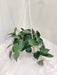 Eye-catching hanging display of Philodendron Oxycardium Scandens Green with lush green foliage