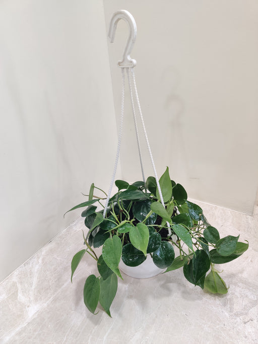Stylish hanging display of Philodendron Oxycardium Scandens Green with its lush green foliage