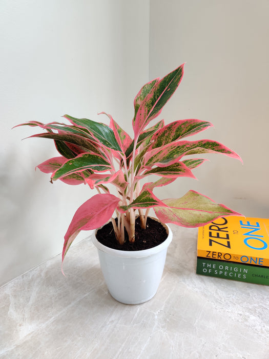 Aglaonema with Pink Hues Perfect for Indoor