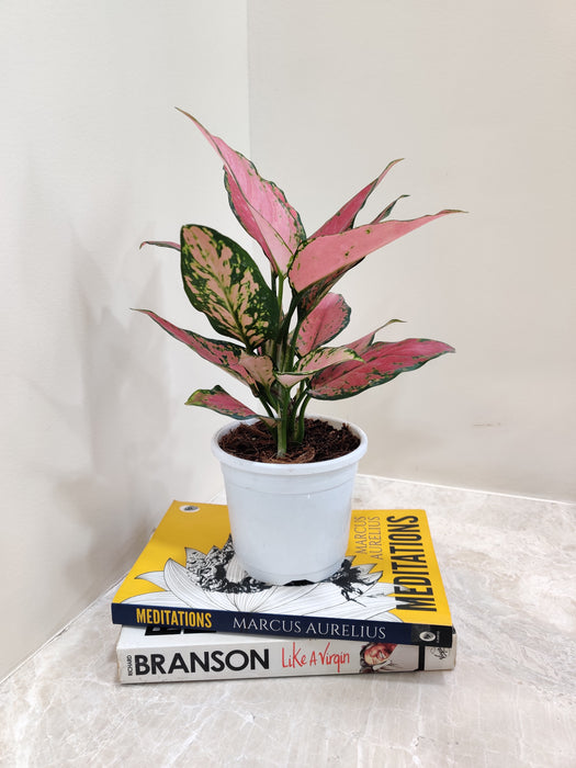 Mood-Boosting Aglaonema with Pink Spots