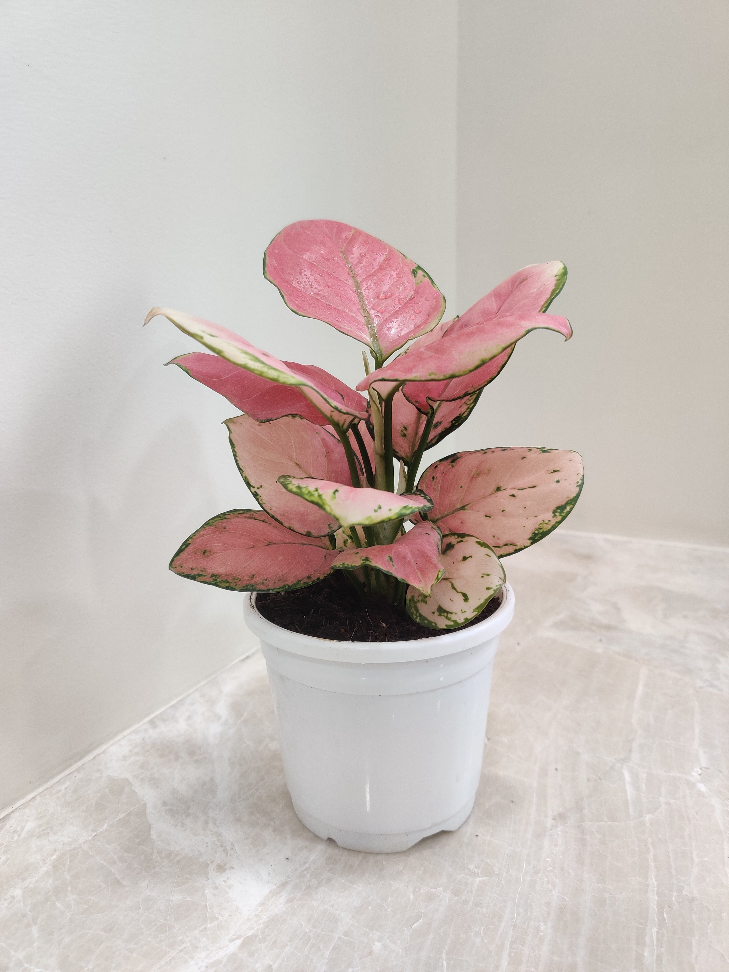 aglaonema exotic Aglaonema Red Diamond Plant