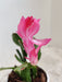 Lush Pink Christmas Cactus Plant Perfect for Gifting
