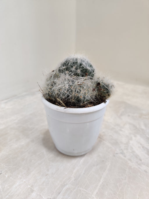 Air-purifying white Mammillaria plumosa cactus