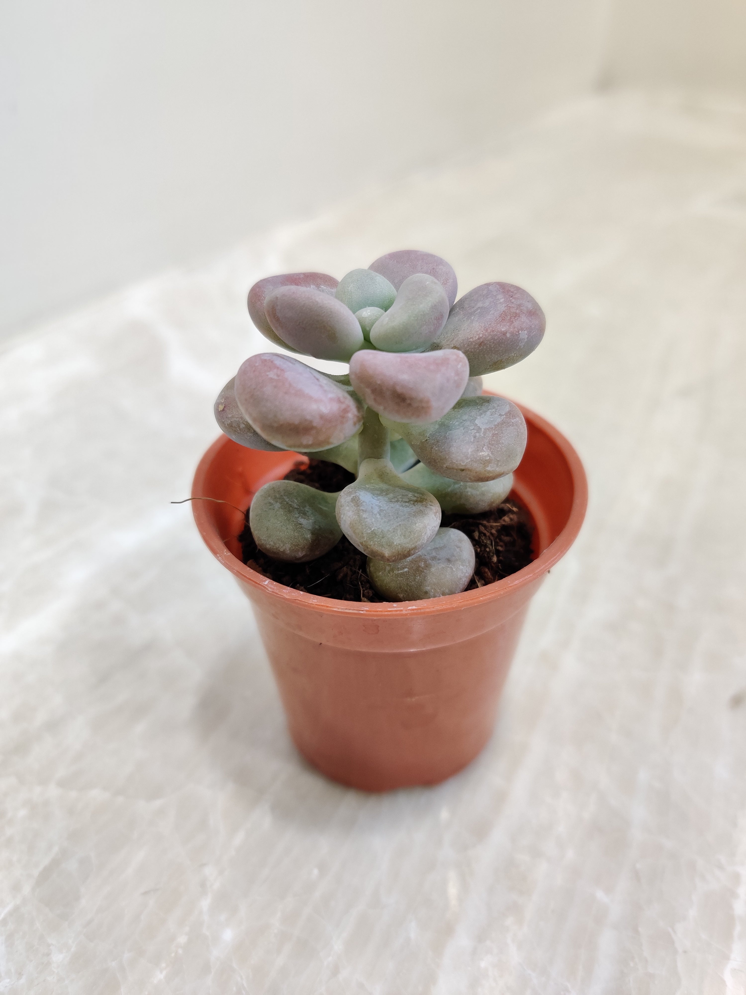 moon rock succulent Moonstones Pachyveria