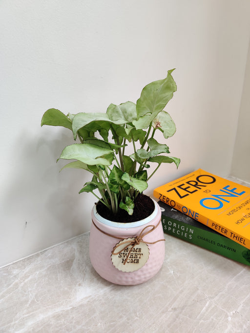 Syngonium plant housed in a blush ceramic pot