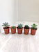 Variety of Five Indoor Succulent Plants