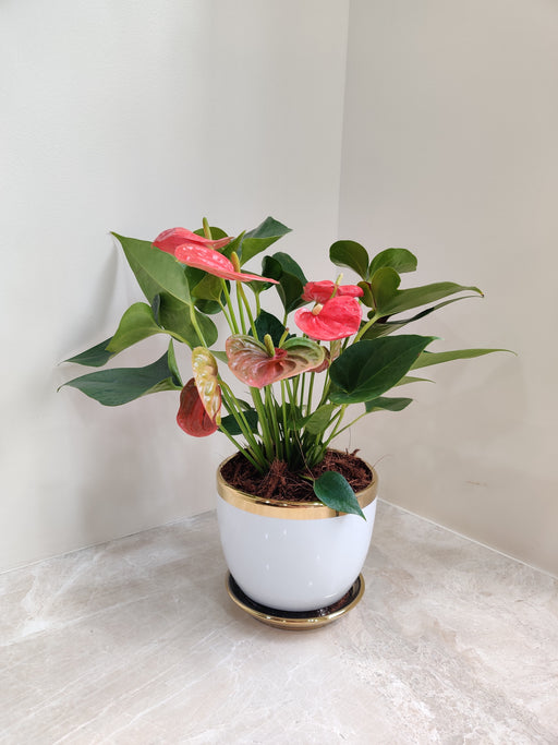 Vibrant Red Anthurium Corporate Gift