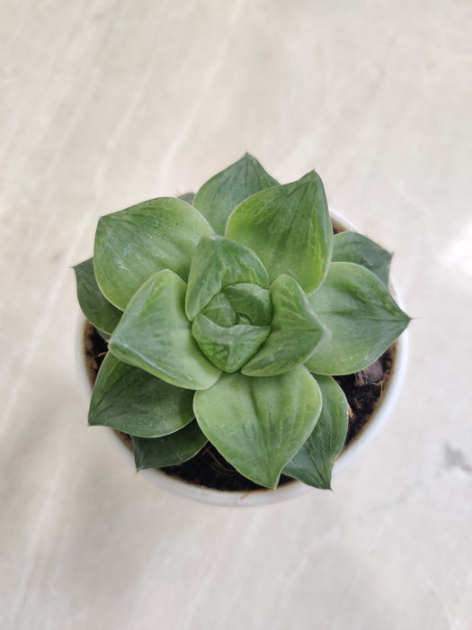 Durable-Haworthia-Indoor-Succulent