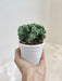 Cereus Forbesii Monstrose, low maintenance cactus