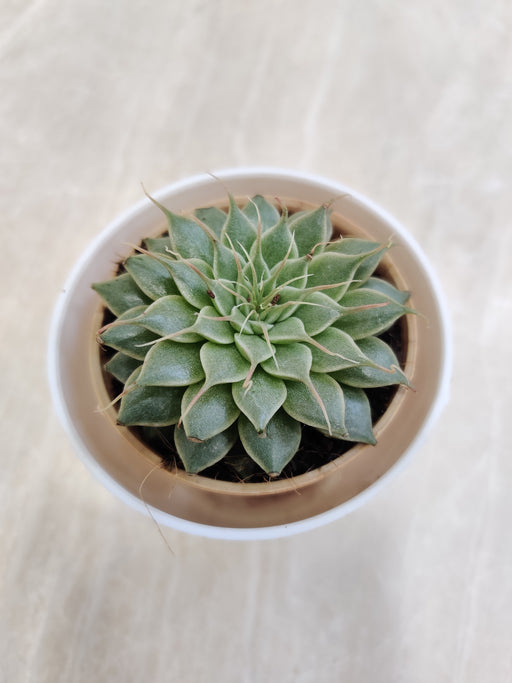 Green succulent perfect for corporate gifting