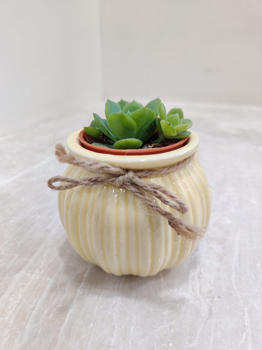 Resilient green succulent plant for corporate gifting