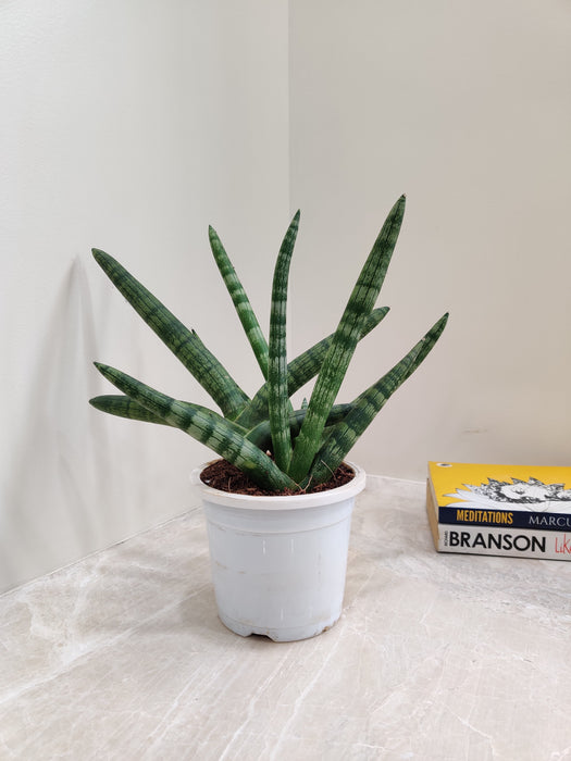 Tall Cylindrical Sansevieria Boncel Indoor Plant