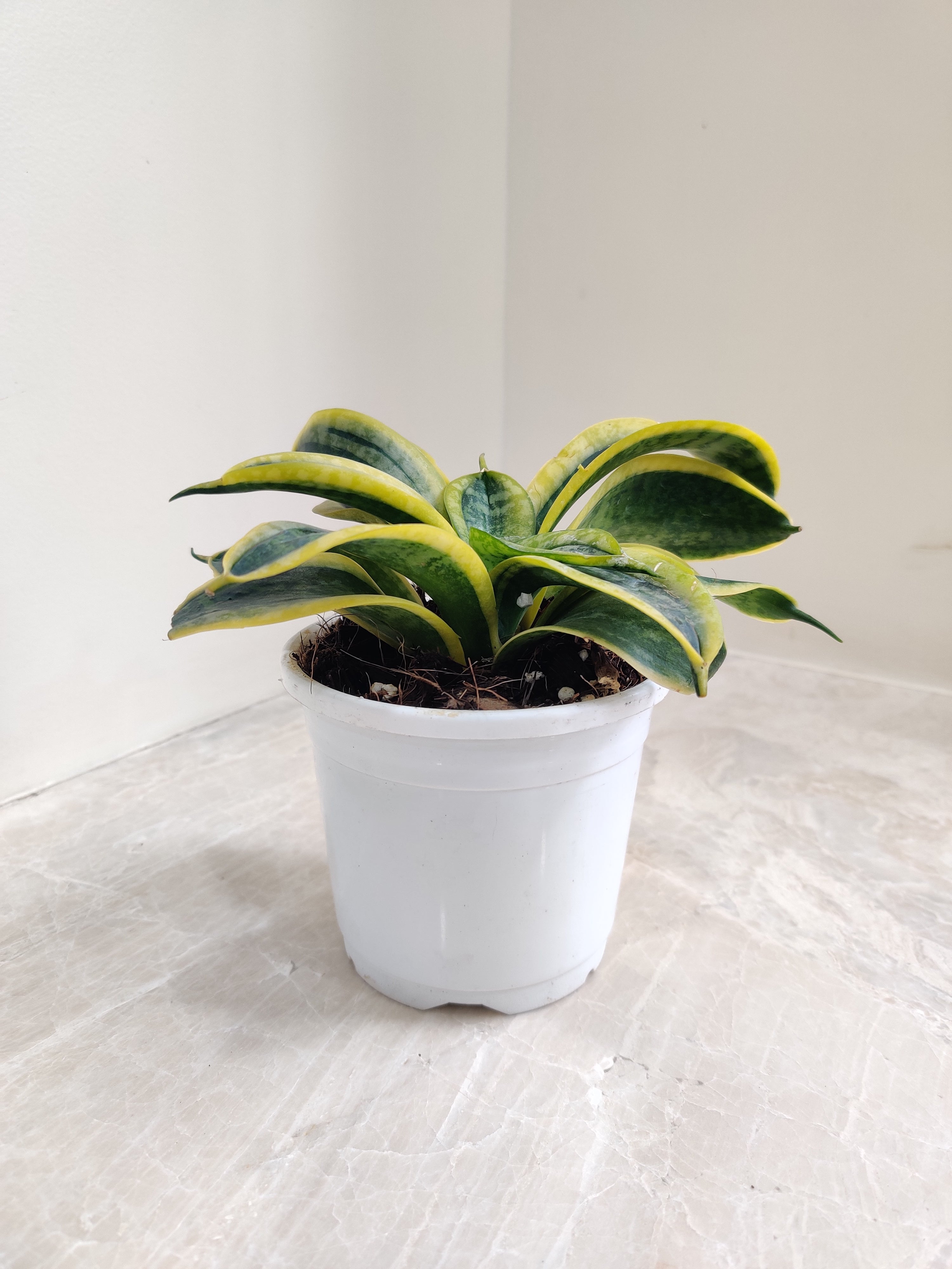 Sansevieria (Snake Plant) Tornado Plant