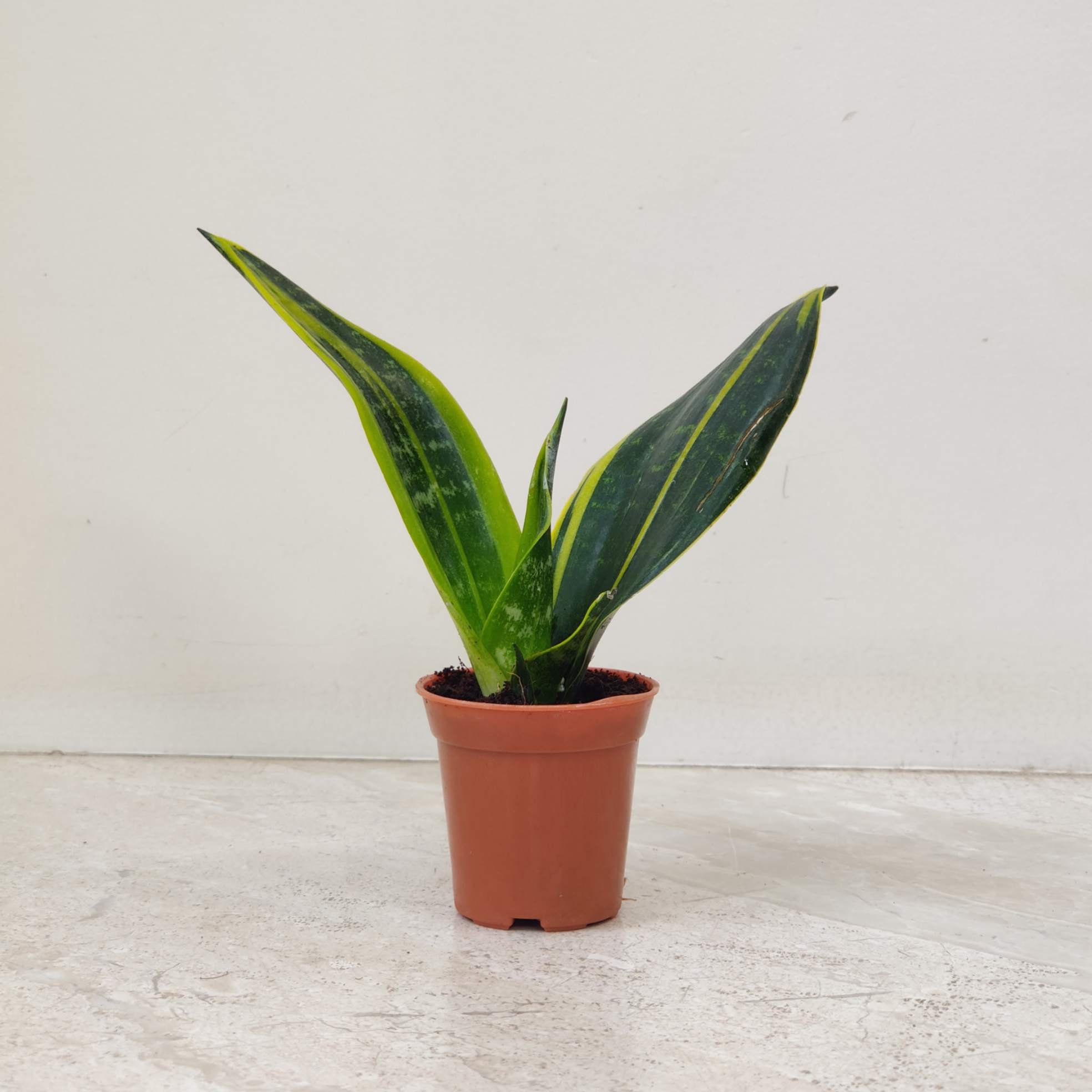 sansevieria gold flame for sale Sansevieria Golden Flame Plant In 5.5 cm pot – ChhajedGarden.com