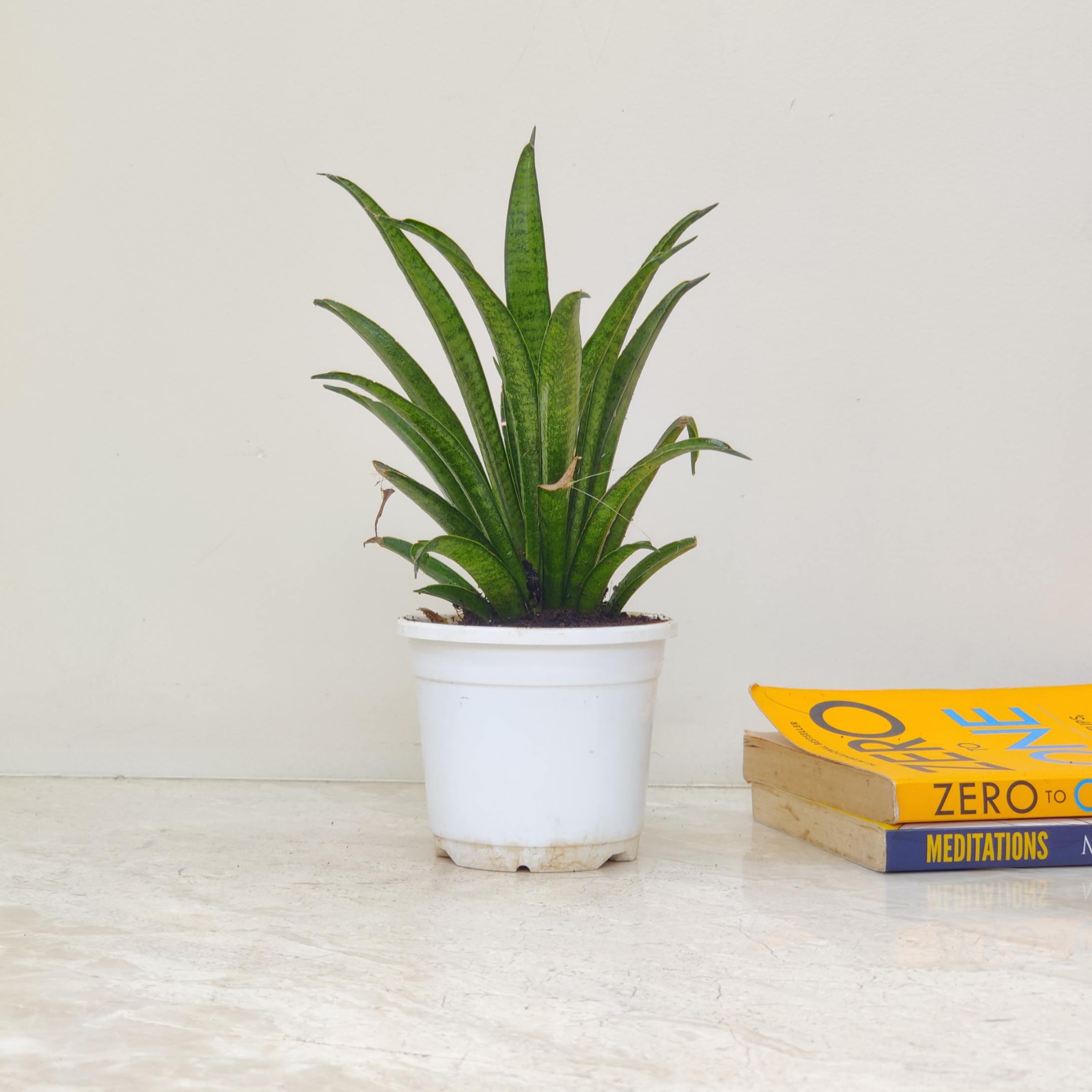 Sansevieria (Snake Plant) Hybrida Lilliput