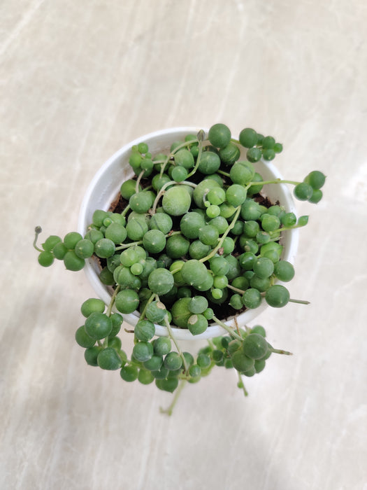 Beadlike-String-of-Pearls-Greenery-Indoor-Succulent