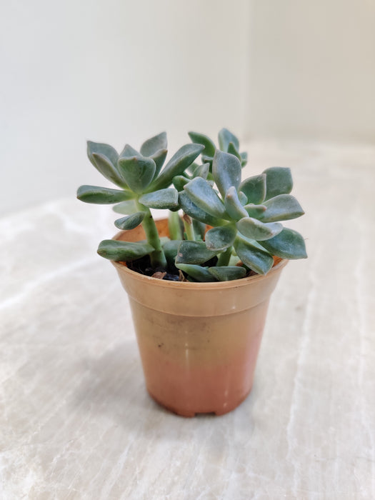 Succulent Blue Prince for Home Decor Indoor Plant